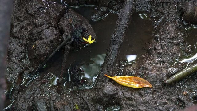 Close up shot of face-banded crab and tree-climbing crab foraging around in the mangrove wetlands in its natural habitat.