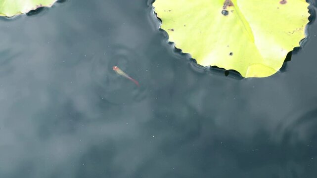 A small loach swims in the pond.연못속 작은 송사리가 헤엄을 칩니다.