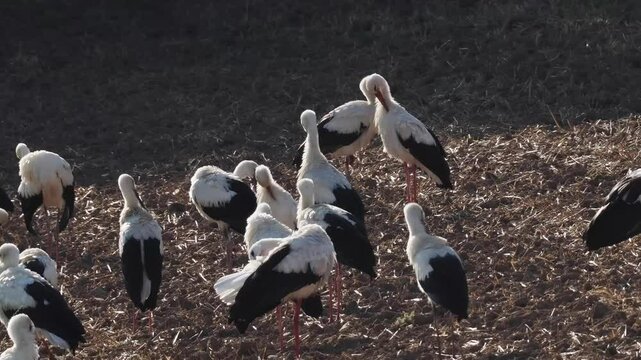 Wei&szlig;storch&nbsp;(Ciconia ciconia)  