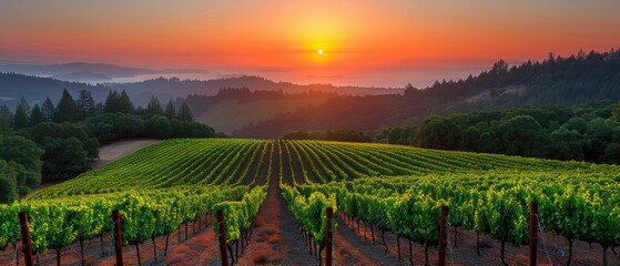 Fototapeta premium Sunset Over Lush Vineyard Landscape in Autumn
