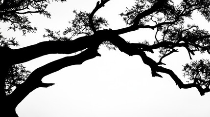 Silhouette of acacia tree branches