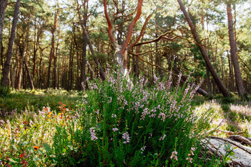 Droga przez las na latarnię morską Czołpino © Krzysztof