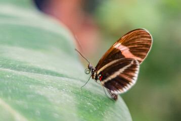 butterfly, insect, nature, flower, macro, summer, wings, animal, wildlife, orange, spring, colorful, beautiful, beauty, fly, fauna, monarch,