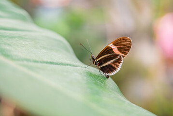 butterfly, insect, nature, flower, macro, summer, wings, animal, wildlife, orange, spring, colorful, beautiful, beauty, fly, fauna, monarch,
