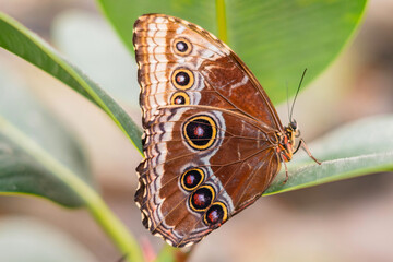 butterfly, insect, nature, flower, macro, summer, wings, animal, wildlife, orange, spring, colorful, beautiful, beauty, fly, fauna, monarch,