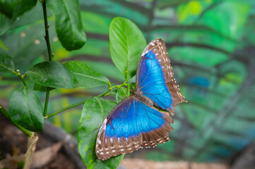 butterfly, insect, nature, flower, macro, summer, wings, animal, wildlife, orange, spring, colorful, beautiful, beauty, fly, fauna, monarch,
