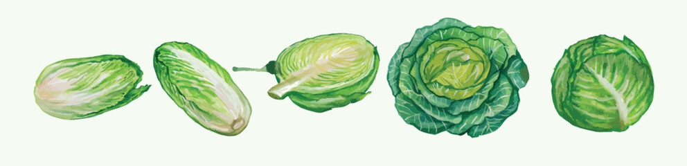 Obraz premium Watercolor of 3 cauliflowers, 2 bok choy, fresh illustration of 5 best vector watercolor vegetable elements that can be used in harvest festival