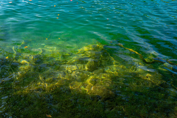 Beautiful peaceful landscape with forest lake. The tranquil transparent waters of lake in the background. Beautiful nature lake. Landscape Reflection off of a clear lake water surface.