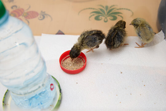 Chinese painted quail are eaten in a transparent box.