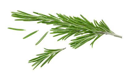 Fototapeta premium rosemary branch isolated on white background. Clipping path