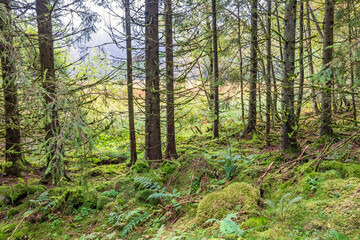 Forest landscape by a bog with green moss on the ground