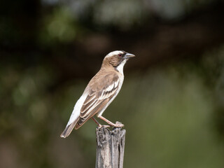 Weißbrauenweber (Plocepasser mahali), früher Mahaliweber