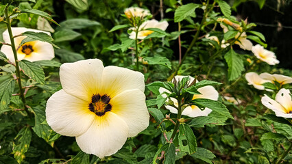 The Turnera subulata flower blooms every morning. The Turnera flower is very popular with bees.