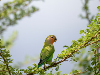 Rosenköpfchen (Agapornis roseicollis)