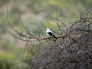 Elsterdrosselhäherling (Turdoides bicolor)