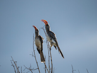 Felsentoko (Lophoceros bradfieldi,