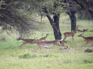 Springbock (Antidorcas marsupialis)