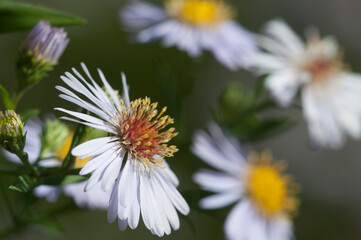 Aster tataricus flowers in an autumn garden, close up shot