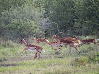 Springbock (Antidorcas marsupialis)