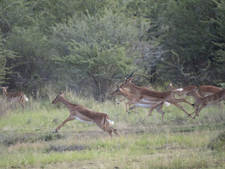 Springbock (Antidorcas marsupialis)