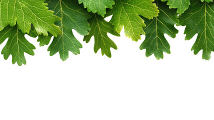 Fototapeta premium Fresh Green Leaves for Natural Backgrounds , transparent background