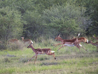 Springbock (Antidorcas marsupialis)