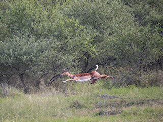 Springbock (Antidorcas marsupialis)