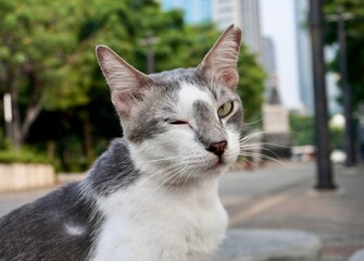 Gray and white colored cute stray wild cat face portrait with playful wink expression isolated on horizontal outdoor park environment background. © Amanda Alamsyah