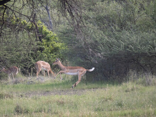 Springbock (Antidorcas marsupialis)