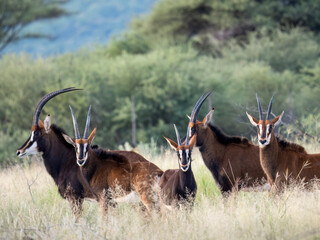 Rappenantilope (Hippotragus niger)