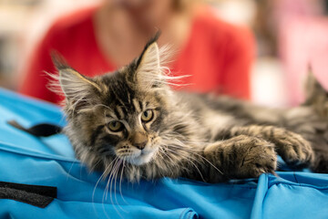 A cat is lying on a blue cloth, gazing intently at the camera