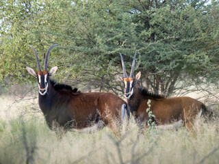 Rappenantilope (Hippotragus niger)