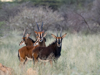 Rappenantilope (Hippotragus niger)