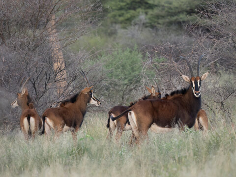 Rappenantilope (Hippotragus niger)