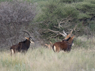 Rappenantilope (Hippotragus niger)