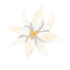 Flower head white with long petals and yellow center, picturesque digital watercolor illustration for printing and web