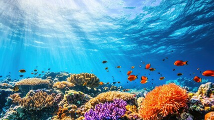 Naklejka premium A beautiful coral reef with a variety of fish swimming around