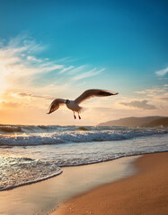 Naklejka premium seagull on the beach