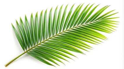 Obraz premium Depth of field palm branch border isolated on white background