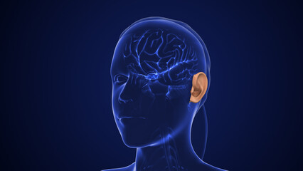 Obraz premium Auditory Pathway Transmits Sensory Signals for Hearing
