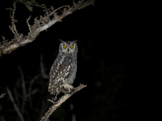 Fleckenuhu (Bubo africanus)