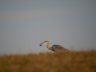 Graureiher (Ardea cinerea) bei der Mäusejagd