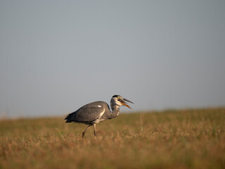 Graureiher (Ardea cinerea) bei der Mäusejagd