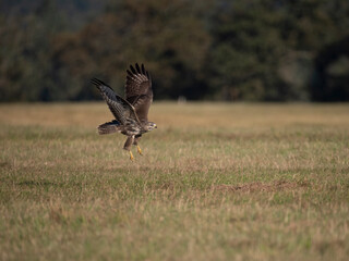 Mäusebussard (Buteo buteo) 