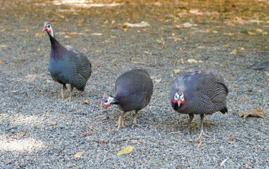 Three guinea fowls wandering along a gravel path on a sunny day in a natural setting