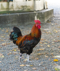A vibrant rooster proudly stands on gravel in a picturesque rural setting during early morning hours