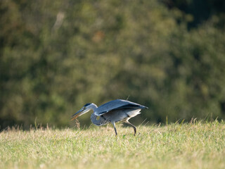 Graureiher (Ardea cinerea) bei der Mäusejagd