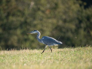 Graureiher (Ardea cinerea) bei der Mäusejagd