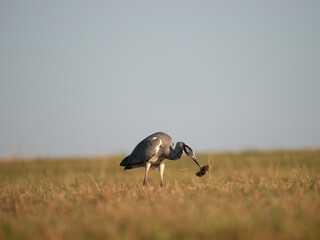 Graureiher (Ardea cinerea) bei der Mäusejagd