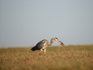 Graureiher (Ardea cinerea) bei der Mäusejagd